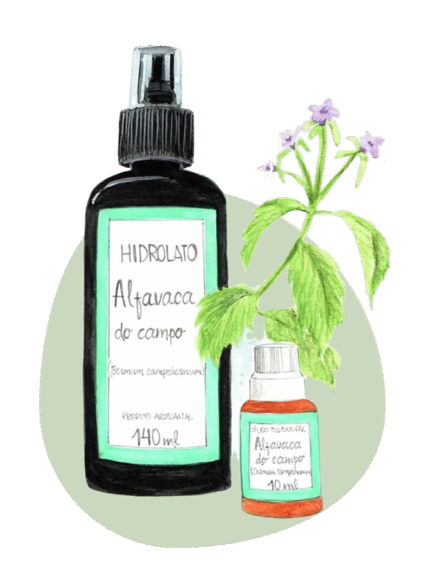 Alfavaca do Campo