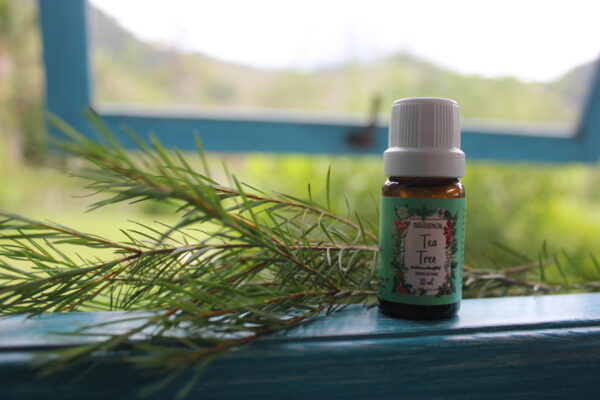 Tea tree - Imagem 14